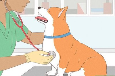 How to Perform Pre‐Breeding Health Checks for Dogs