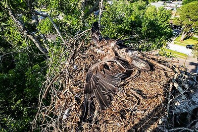 For Backyard Bald Eagles, Death Of An Eaglet The Latest Blow