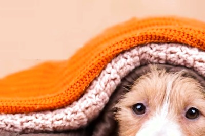 6 Signs That Every Pet Parent Should Look Out For Timely Diagnosis