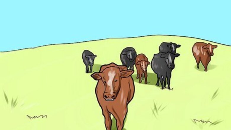 How to Choose Cattle for a Foundation Herd