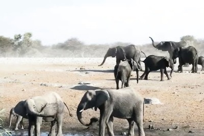 Amid Century's Worst Drought, Over 700 Animals Set For Slaughter In Namibia