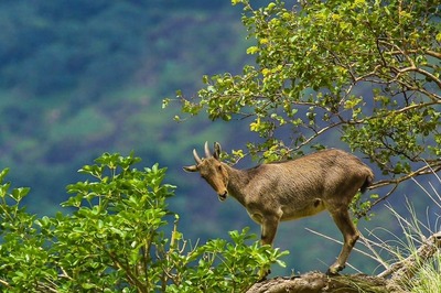'Khatron Ke Khiladi': IAS Officer Shares Stunning Images And Videos of Endangered Nilgiri Tahr