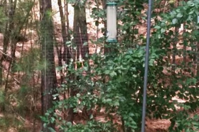 Spot The Hidden Fawn In This Optical Illusion. You Have 15 Seconds