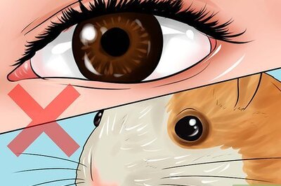 How to Determine if Your Hamster Is Blind