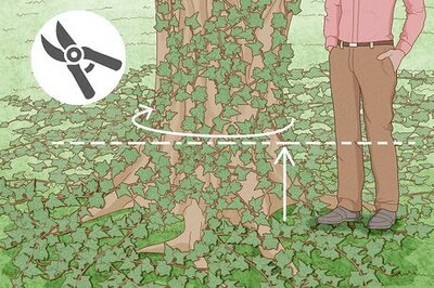 How to Get Rid of English Ivy