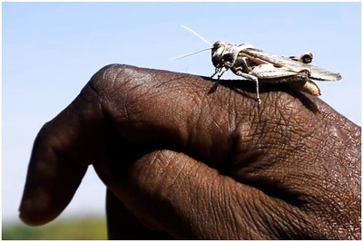 Desert Locust Infestations from E Africa Could Move to India, Pak Next Month: FAO Official