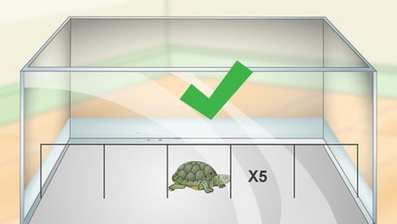 How to Care for a Turtle