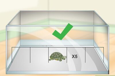 How to Care for a Turtle