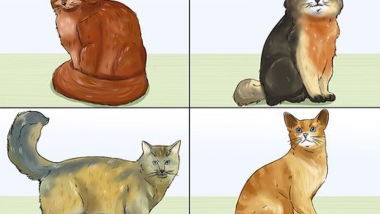 How to Identify a Somali Cat