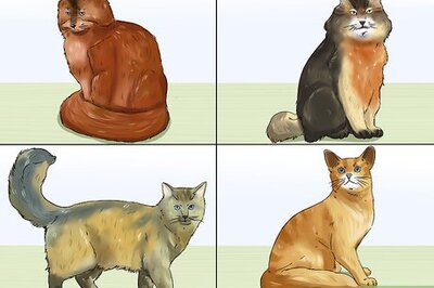 How to Identify a Somali Cat