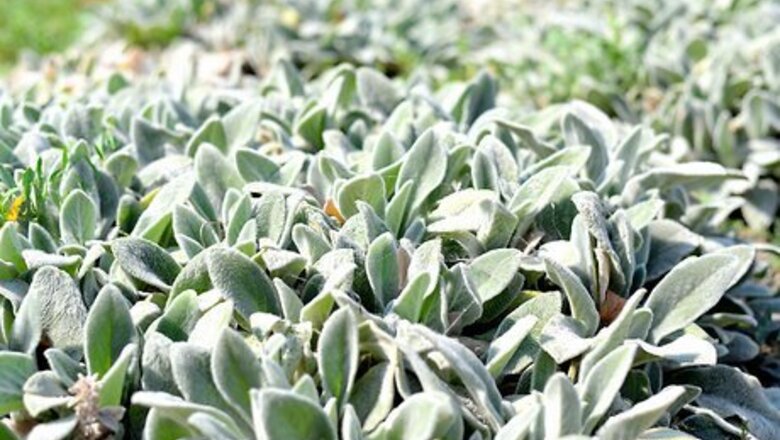 How to Cook With Sage