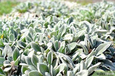 How to Cook With Sage