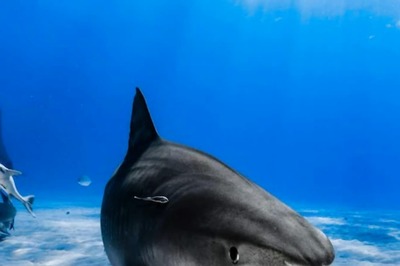 Antibodies Found in Shark May Combat Covid-19, its Variants, Says New Study