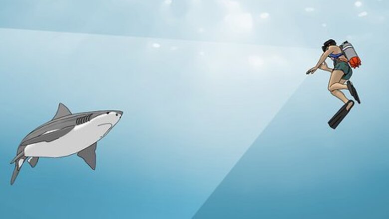 How to Survive a Shark Attack