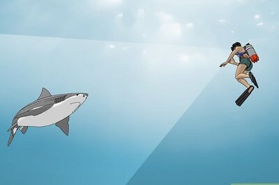 How to Survive a Shark Attack