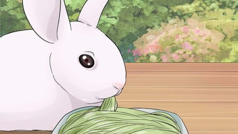 How to Care for Newborn Rabbits