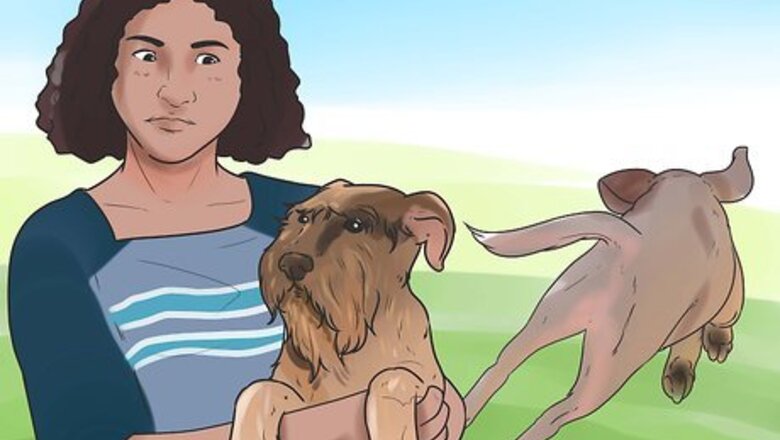 How to Teach Your Dog to Bolt from a Standing Start