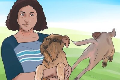 How to Teach Your Dog to Bolt from a Standing Start