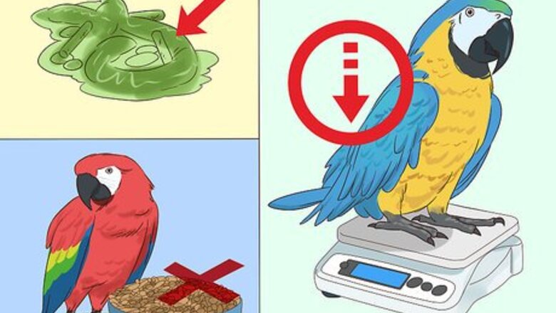 How to Treat Macaw Wasting Disease
