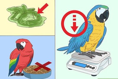 How to Treat Macaw Wasting Disease