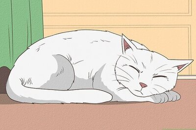 How to Tell if Your Cat is Depressed (and What to Do About It)