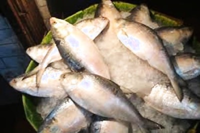 Pleasant Surprise: 'Hilsa' Boom amid Covid-19 Gloom in Bengal
