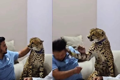Watch: Man Trying To Touch 'Pet' Cheetah Receives A Slap In Return