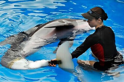 Ashes Of Winter The Movie Star Dolphin Released Into Gulf