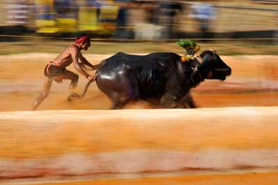 Kambala Bill Sent to President For Assent