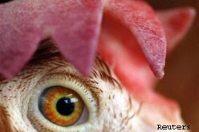 Engineered chickens to cure cancer