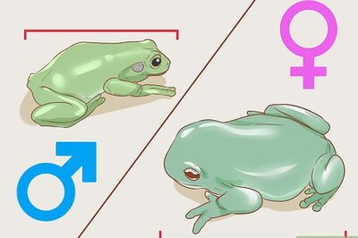 How to Tell if Your Tree Frog Is Male or Female