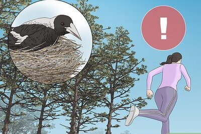 How to Keep Safe from Swooping Australian Magpies