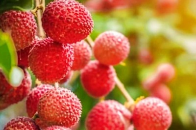 Boosting Immunity To Promoting Weight Loss, 5 Health Benefits Of Litchi