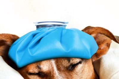 5 Signs to Know If Your Pet Is Unwell And What You Can Do