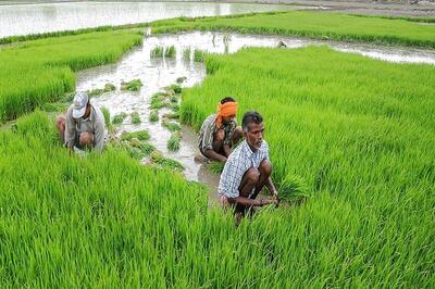 Agriculture Infrastructure Funding Pegged at Rs 1.68 Lakh Crore for 2020-25: Govt Task Force