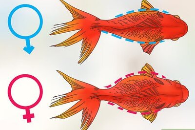 How to Tell if a Goldfish Is Pregnant