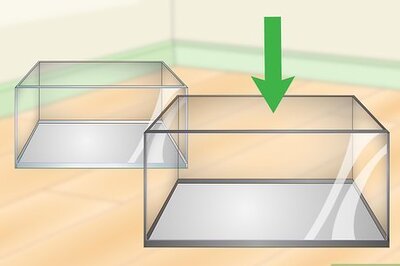 How to Build a Freshwater Predator Fish Aquarium