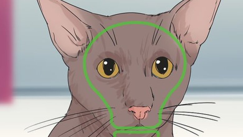 How to Identify a Havana Brown Cat