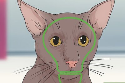 How to Identify a Havana Brown Cat