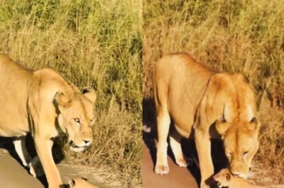 Watch: Lioness And Her Tiny Cub's Adorable Moment In The Jungle