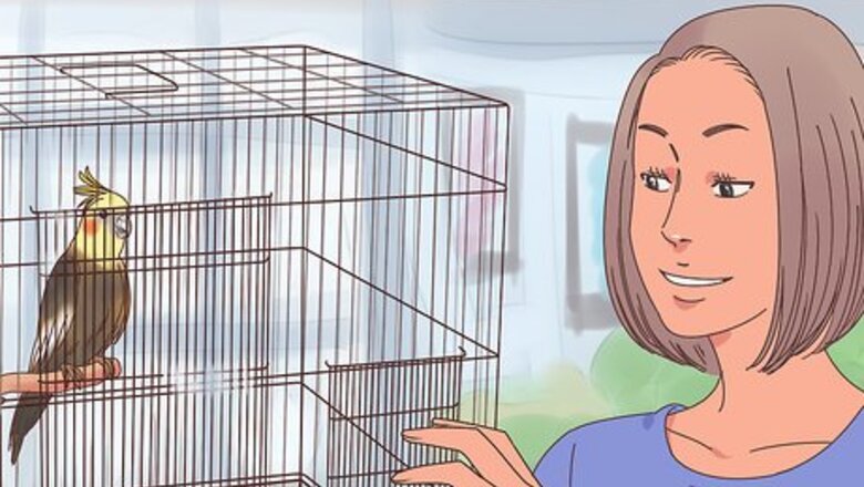 How to Train Cockatiels