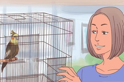 How to Train Cockatiels