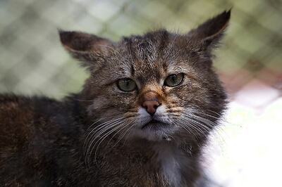 In Gruesome Incident, Pregnant Cat Hanged to Death in Kerala; Case Booked