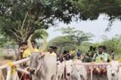 In Tamil Nadu, Bullock Cart Races Held On The Occasion Of Vaikasi Pongal
