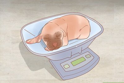 How to Separate Puppies from their Mother
