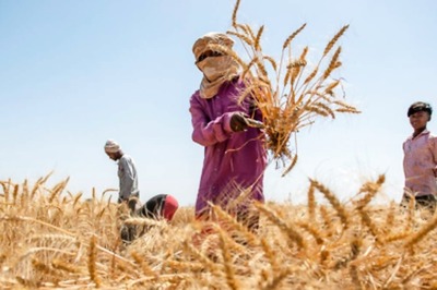 Opinion | Worrisome Agricultural Growth Needs Policy-Backed Intervention