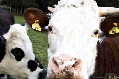 'It Began as a Joke But...': NZ, German Climate Scientists 'Potty Train' Cows to Pee in Toilet Area