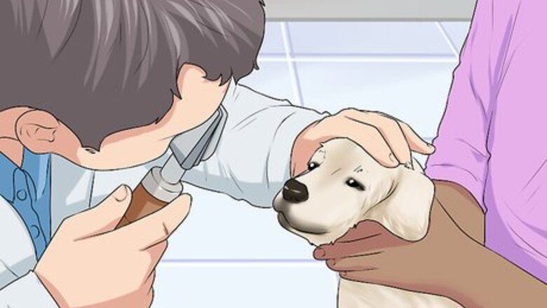 How to Check the Health of a New Dog