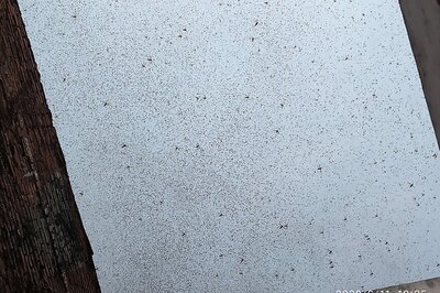 'Insecticides and Smoke to Chase Away, Kill Locusts': UP Agriculture Minister Says Menace Being Handled