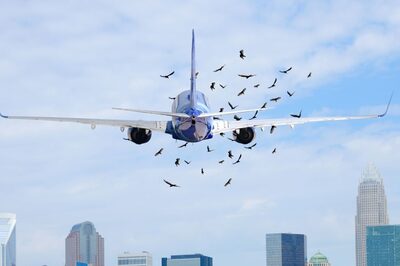 Numberspeak | Aircraft Bird Hit Incidents Report Significant Rise Since 2018; Delhi Sees Highest Cases Each Yr